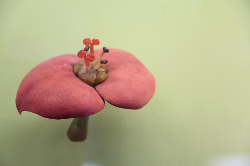 Fra serien Botanische Modelle 2016. foto