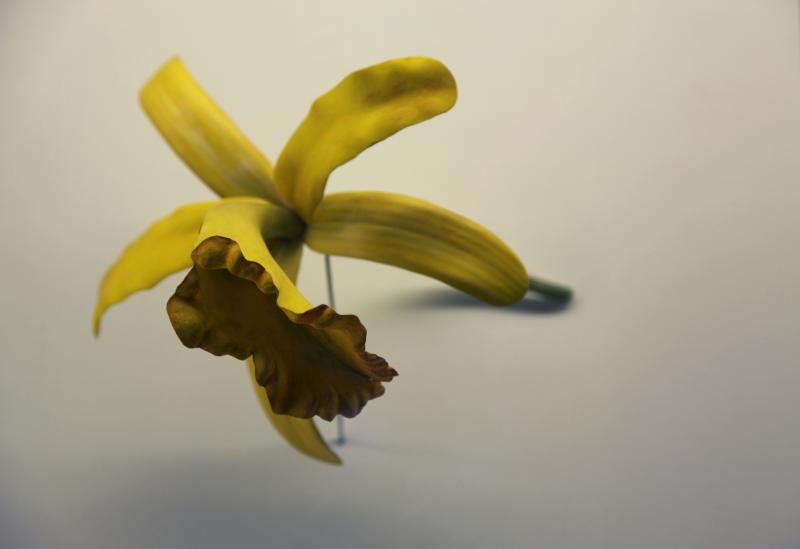 Fra serien Botanische Modelle 2016. foto