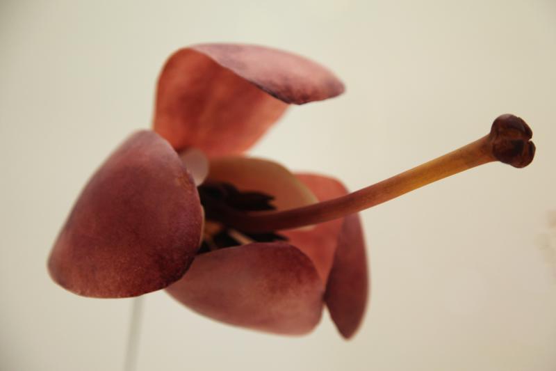 Fra serien Botanische Modelle 2016. foto