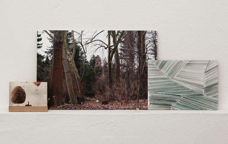 Residenz 2017. Immergrün 34x79 cm og Botanische Modelle 12x18,75 cm. Digitale print