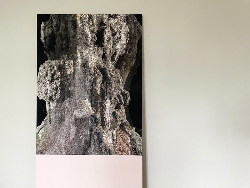 MAJESTÆTISK. foto monteret på mdf