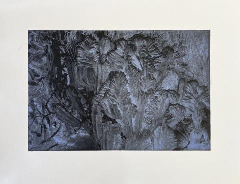 Cacti 2. Fotogravure på trykpapir. 17,5x26,5 cm 2025